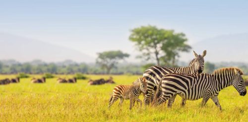 gennext-zebra-tarangire